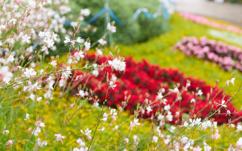 四季折々のお花